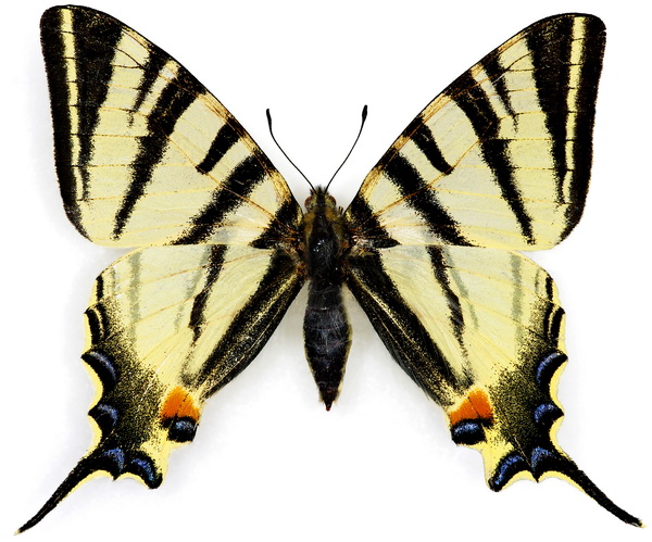 butterfly 1338 (5.8Х4.8)